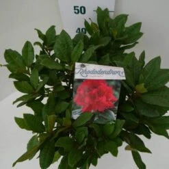 Rhododendron (Rhododendron 'Lord Roberts') -Aanbiedingen Groene Hekken Winkel lord robert c7.5 boven