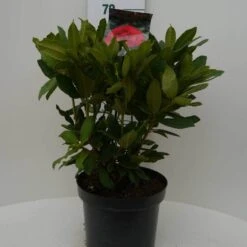 Rhododendron (Rhododendron 'Lord Roberts') -Aanbiedingen Groene Hekken Winkel lord robert c7.5 voor