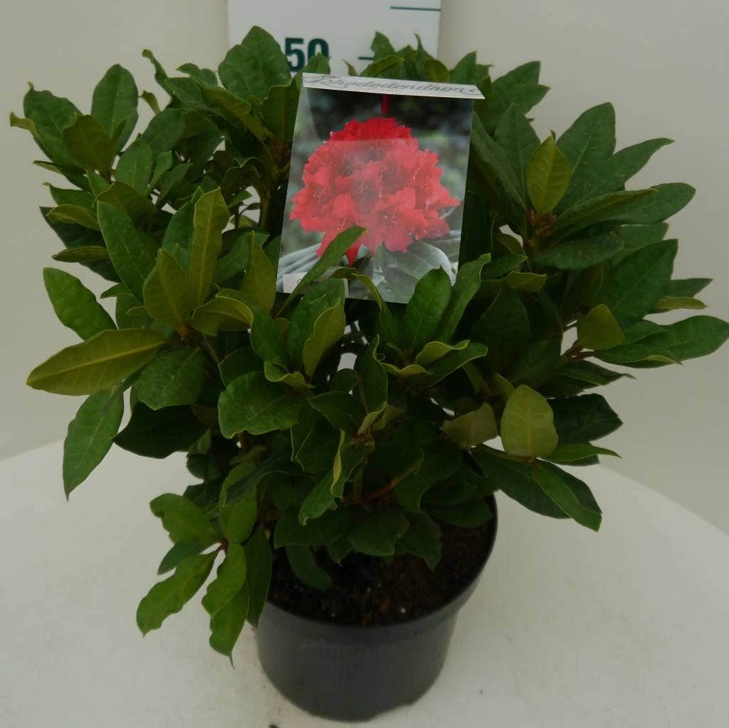 Rhododendron (Rhododendron 'Lord Roberts') 5 Rhododendron (Rhododendron 'Lord Roberts') - Afbeelding 3