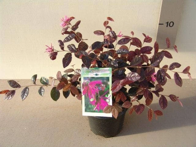Loropetalum (Loropetalum 'Fire Dance') 6 Loropetalum (Loropetalum 'Fire Dance') - Afbeelding 4