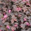 Loropetalum (Loropetalum 'Fire Dance') -Aanbiedingen Groene Hekken Winkel loropetalum fire dance 1