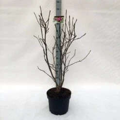 Beverboom (Magnolia Liliiflora 'Nigra') -Aanbiedingen Groene Hekken Winkel m. lil. nigra c10 1