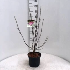 Beverboom (Magnolia Liliiflora 'Nigra') -Aanbiedingen Groene Hekken Winkel m. lil. nigra c5 1