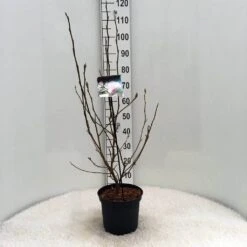 Beverboom (Magnolia Soulangeana) -Aanbiedingen Groene Hekken Winkel m. soulangeana c5