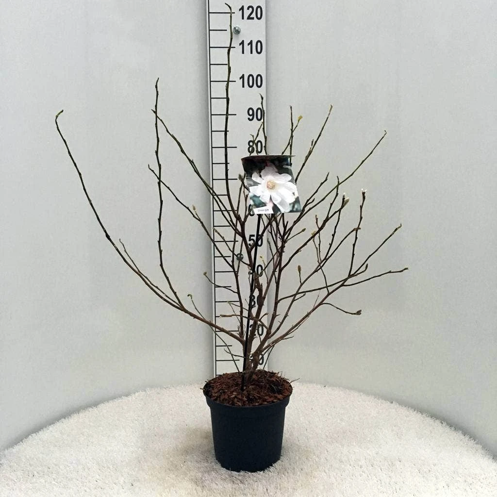 Stermagnolia (Magnolia Stellata) 15 Stermagnolia (Magnolia Stellata) - Afbeelding 13