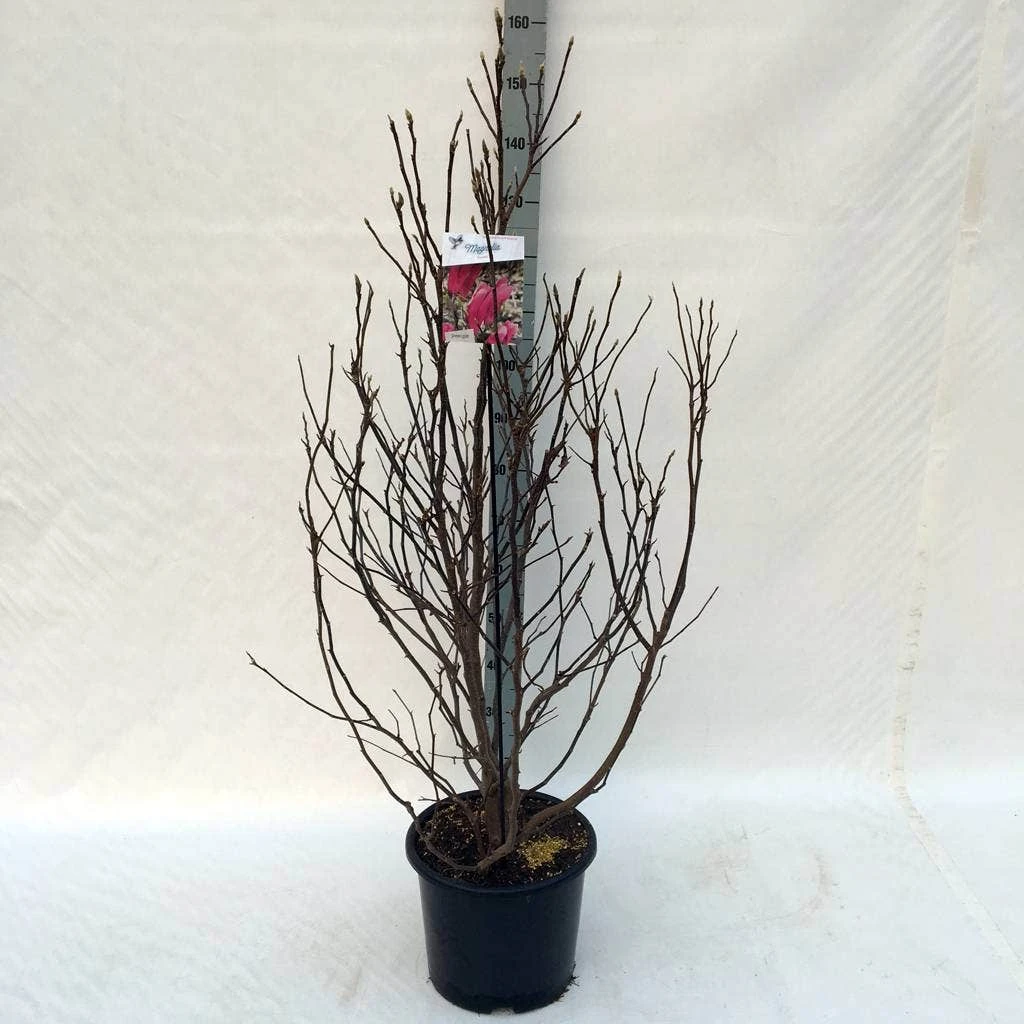 Beverboom, Struik (Magnolia Susan) 12 Beverboom, Struik (Magnolia Susan) - Afbeelding 10