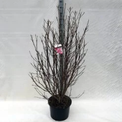 Beverboom, Struik (Magnolia Susan) -Aanbiedingen Groene Hekken Winkel ma. susan c15 150 cm