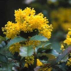 Mahoniestruik (Mahonia Aquifolium 'Apollo') -Aanbiedingen Groene Hekken Winkel maaapoll 2