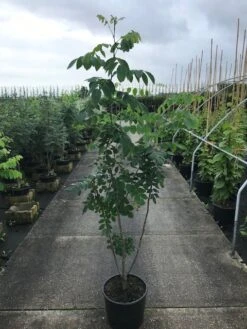 Maackia (Maackia Amurensis) -Aanbiedingen Groene Hekken Winkel maackia amurensis c20 2 002