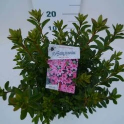 Japanse Azalea (Rhododendron 'Madame Van Hecke') -Aanbiedingen Groene Hekken Winkel mad. van hecke c2 boven