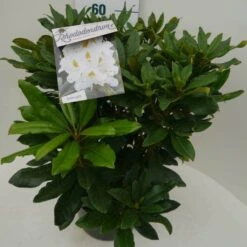 Rhododendron (Rhododendron 'Madame Masson') -Aanbiedingen Groene Hekken Winkel madamme masson c7.5 zij