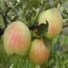 Lei-Appel (Malus Domestica 'James Grieve') -Aanbiedingen Groene Hekken Winkel madjgrie 5