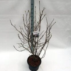 Beverboom (Magnolia Soulangeana) -Aanbiedingen Groene Hekken Winkel mag. soulangeana c20