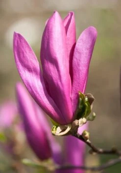 Beverboom, Struik (Magnolia Susan)
