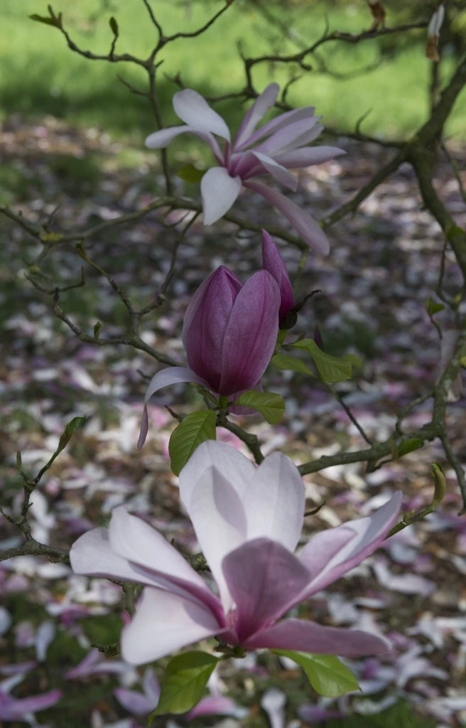 Beverboom (Magnolia 'Galaxy') 4 Beverboom (Magnolia 'Galaxy') - Afbeelding 2