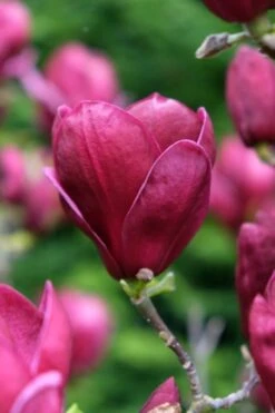 Beverboom (Magnolia 'Genie') -Aanbiedingen Groene Hekken Winkel magnolia genie peters garden 05 1