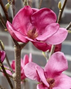Beverboom (Magnolia 'Genie') -Aanbiedingen Groene Hekken Winkel magnolia genie 4 1
