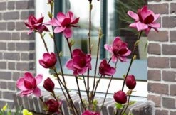 Beverboom (Magnolia 'Genie') -Aanbiedingen Groene Hekken Winkel magnolia genie 6 1