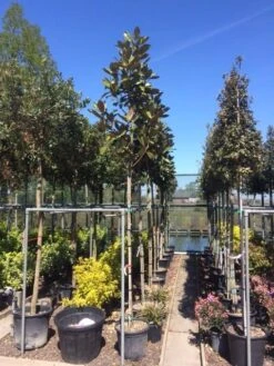 Beverboom (Magnolia Grandiflora 'Gallissoniere') 19 Beverboom (Magnolia Grandiflora 'Gallissoniere') -Aanbiedingen Groene Hekken Winkel magnolia grandiflora 10 12