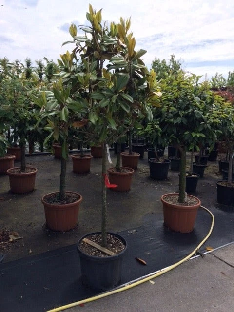 Groenblijvende Magnolia Op Stam (Magnolia Grandiflora 'Gallissoniere') 3 Groenblijvende Magnolia Op Stam (Magnolia Grandiflora 'Gallissoniere')