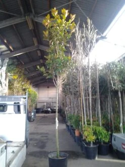 Beverboom (Magnolia Grandiflora 'Gallissoniere') -Aanbiedingen Groene Hekken Winkel magnolia grandiflora 1 1 1