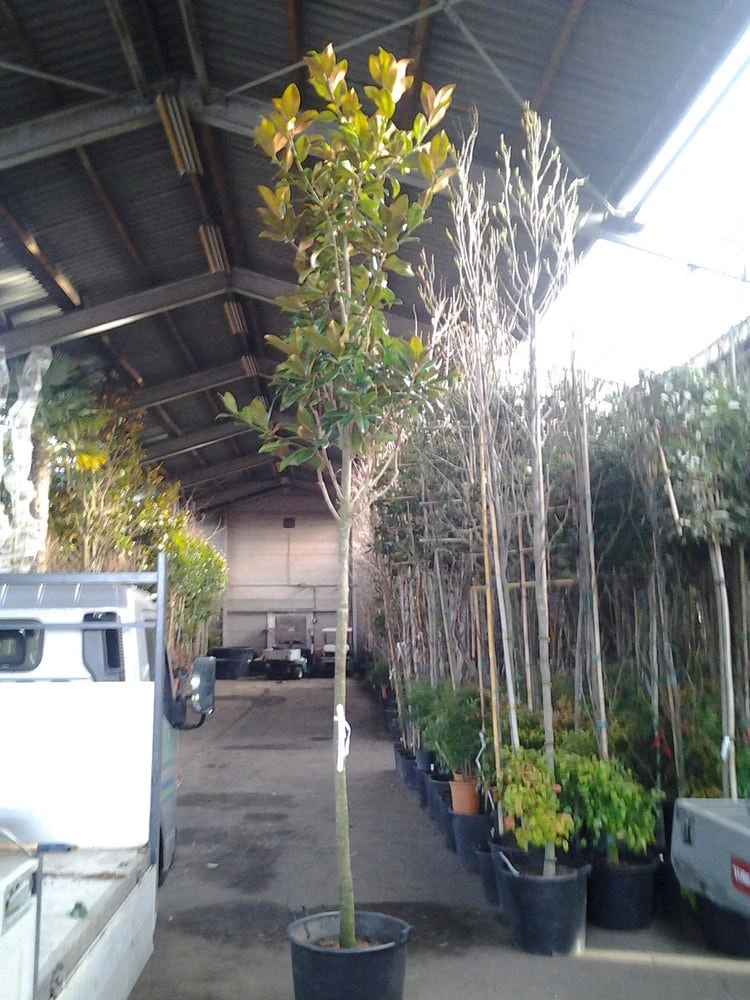 Beverboom (Magnolia Grandiflora 'Gallissoniere') 7 Beverboom (Magnolia Grandiflora 'Gallissoniere') - Afbeelding 5