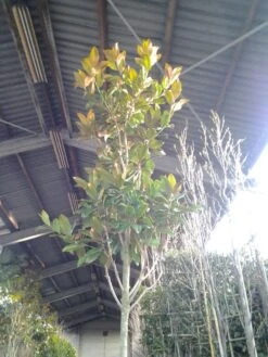 Beverboom (Magnolia Grandiflora 'Gallissoniere') -Aanbiedingen Groene Hekken Winkel magnolia grandiflora 2 1 1