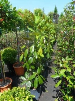 Magnolia (Magnolia Grandiflora 'Gallissoniere') -Aanbiedingen Groene Hekken Winkel magnolia grandiflora gallisoniere 100 125 3