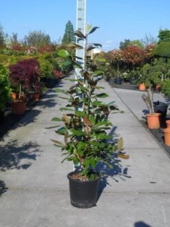 Magnolia (Magnolia Grandiflora 'Gallissoniere') -Aanbiedingen Groene Hekken Winkel magnolia grandiflora gallisoniere 125 150 c25 1