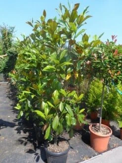 Magnolia (Magnolia Grandiflora 'Gallissoniere') -Aanbiedingen Groene Hekken Winkel magnolia grandiflora gallisoniere 150 175 200 cont 3