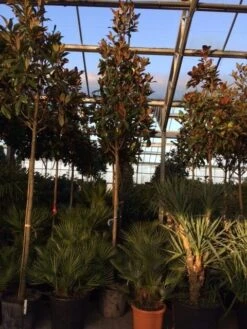 Beverboom (Magnolia Grandiflora 'Gallissoniere') 17 Beverboom (Magnolia Grandiflora 'Gallissoniere') -Aanbiedingen Groene Hekken Winkel magnolia grandiflora gallisoniere 16 18ho cont 2