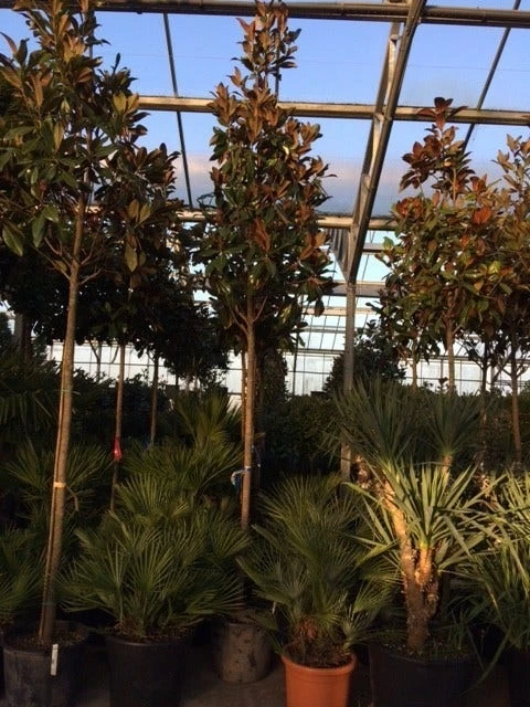 Beverboom (Magnolia Grandiflora 'Gallissoniere') 9 Beverboom (Magnolia Grandiflora 'Gallissoniere') - Afbeelding 7