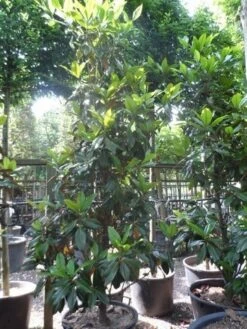 Magnolia (Magnolia Grandiflora 'Gallissoniere') -Aanbiedingen Groene Hekken Winkel magnolia grandiflora gallisoniere 250 300 c150