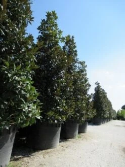 Magnolia (Magnolia Grandiflora 'Gallissoniere') -Aanbiedingen Groene Hekken Winkel magnolia grandiflora gallisoniere 2