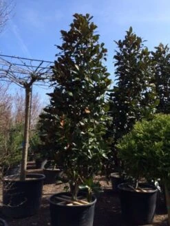 Magnolia (Magnolia Grandiflora 'Gallissoniere') -Aanbiedingen Groene Hekken Winkel magnolia grandiflora gallisoniere 350 400 450 2