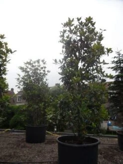 Magnolia (Magnolia Grandiflora 'Gallissoniere') -Aanbiedingen Groene Hekken Winkel magnolia grandiflora gallisoniere 350 400 450 c1000 1