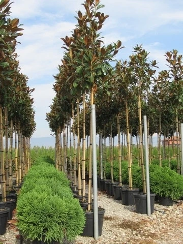 Beverboom (Magnolia Grandiflora 'Gallissoniere') 3 Beverboom (Magnolia Grandiflora 'Gallissoniere')