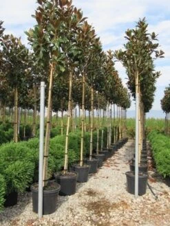 Beverboom (Magnolia Grandiflora 'Gallissoniere') 14 Beverboom (Magnolia Grandiflora 'Gallissoniere') -Aanbiedingen Groene Hekken Winkel magnolia grandiflora gallisoniere 8 10 2 2