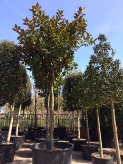 Beverboom (Magnolia Grandiflora 'Gallissoniere') -Aanbiedingen Groene Hekken Winkel magnolia grandiflora hoogstam solitair 1