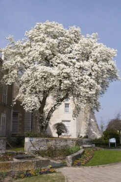 Beverboom (Magnolia Kobus) 13 Beverboom (Magnolia Kobus) -Aanbiedingen Groene Hekken Winkel magnolia kobus01 2