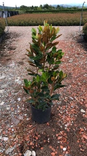 Beverboom (Magnolia Grandiflora 'Little Gem') 4 Beverboom (Magnolia Grandiflora 'Little Gem') - Afbeelding 2