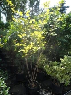 Beverboom (Magnolia Sieboldii) -Aanbiedingen Groene Hekken Winkel magnolia sieboldii 175 200 c25