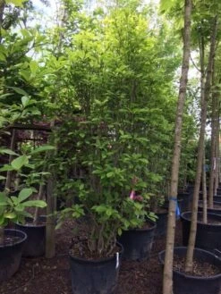 Beverboom (Magnolia Soulangeana) -Aanbiedingen Groene Hekken Winkel magnolia soulangeana 300cm c130 1 1