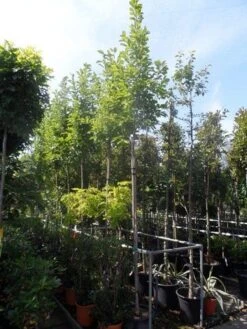 Beverboom (Magnolia Soulangeana Als Boom) -Aanbiedingen Groene Hekken Winkel magnolia soulangeana 8 10 12ho cont 1