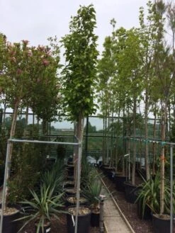 Beverboom (Magnolia Soulangeana Als Boom) -Aanbiedingen Groene Hekken Winkel magnolia soulangeana boom 10 12cm 2