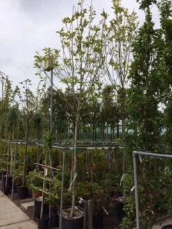 Beverboom (Magnolia Soulangeana Als Boom) -Aanbiedingen Groene Hekken Winkel magnolia soulangeana boom 14 16cm