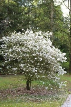 Nieuwe uitgaven -Aanbiedingen Groene Hekken Winkel magnolia stellata 3