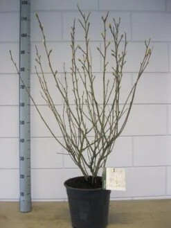 Stermagnolia (Magnolia Stellata) -Aanbiedingen Groene Hekken Winkel magnolia stellata c7 november 1 3