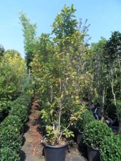 Beverboom, Struik (Magnolia Susan) -Aanbiedingen Groene Hekken Winkel magnolia susan 175 200 c50