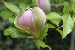 Beverboom (Magnolia Brooklynensis 'Woodsman')